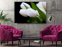 Obraz Tulipány z Holandska